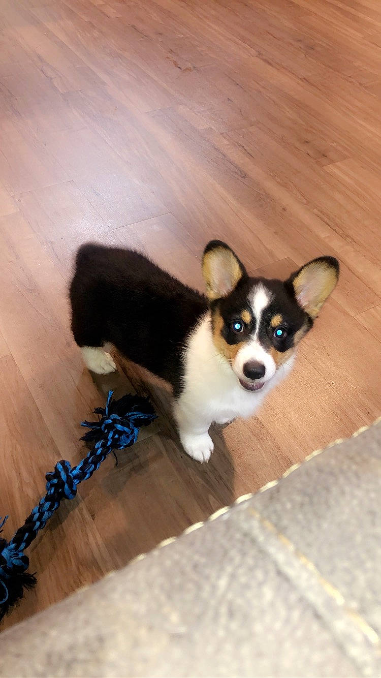 Kash is registered to the contest to win money with this photo: canidae, cardigan_welsh_corgi, carnivore, chihuahua, companion_dog, corgi_chihuahua, dog, dog_breed, fawn, mammal, miniature_fox_terrier, pembroke_welsh_corgi, puppy, rare_breed_dog, snout, sporting_group, toy_dog, vertebrate, welsh_corgi