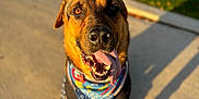 Koda is registered to the contest to win money with this photo: animal, bandana, black_clothing, brown_fur, canine, daytime, dog, grass, happy, leash, looking_up, outdoor, pavement, pet, playful, portrait, shadow, sidewalk, sunlight, tongue_out
