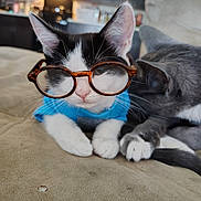 Rocky is registered to the contest to win money with this photo: cat, kitten, glasses, blue_shirt, gray_cat, couch, indoor, pets, closeup, whiskers, ears, paws, feline, cute, animal_friendship, household, relaxing, soft_fabric, domestic, companions