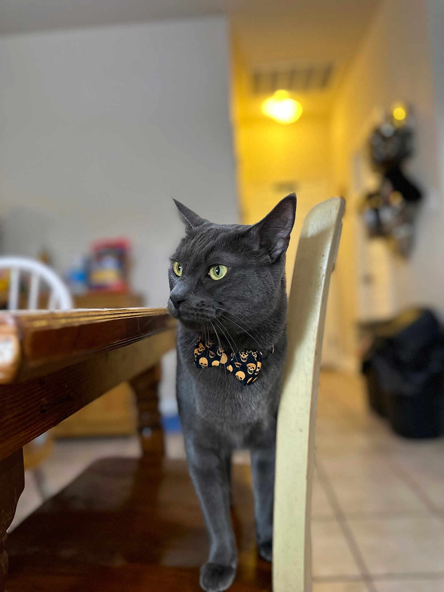 Tom joined the competition — help win amazing prizes! animal, bow_tie, cat, chair, cozy, curious, domestic, floor_tiles, furniture, gray_cat, home, indoor, lighting, pet, portrait, side_view, skull_pattern, table, wooden_furniture, yellow_eyes