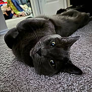 Tom joined the competition — help win amazing prizes! animal, blanket, carpet, cat, cozy, curious, door, ears, eyes, fan, floor, furniture, gray_cat, home, indoor, lying_down, pet, portrait, relaxed, whiskers