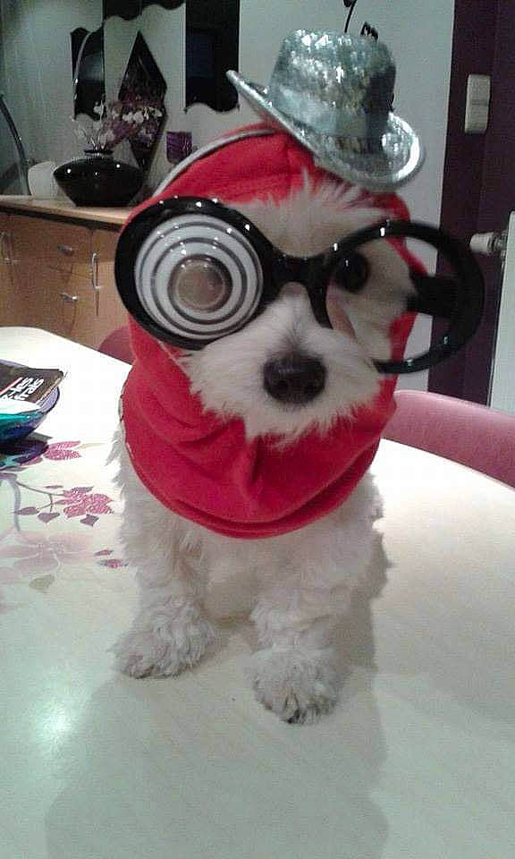 Nala a rejoint le concours — aidez-le/la à gagner de superbes lots ! canidae, carnivore, collar, companion_dog, costume_hat, dog, dog_breed, dog_clothes, dog_collar, dog_supply, eyewear, fawn, fedora, hat, pet_supply, snout, sporting_group, sun_hat, toy_dog, working_animal