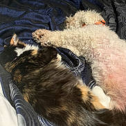 Lilly is registered to the contest to win money with this photo: dog, cat, bed, blanket, sleeping, pet, fur, curly_fur, long_hair, orange_collar, black, white, brown, indoor, resting, animal, companion, cozy, comfort, relaxation