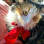 cat, calico, fluffy, red_bow, pet, animal, golden_eyes, whiskers, closeup, indoor, blanket, soft, cute, feline, domestic_cat, relaxed, curious, fur, pink, sunlight