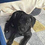 Rocco joined the competition — help win amazing prizes! puppy, dog, black_dog, pet, indoor, carpet, floor, cute, young_dog, animal, laying_down, looking_up, cozy, home, domestic_animal, ears, paws, fur, companion, adorable