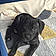 Rocco
