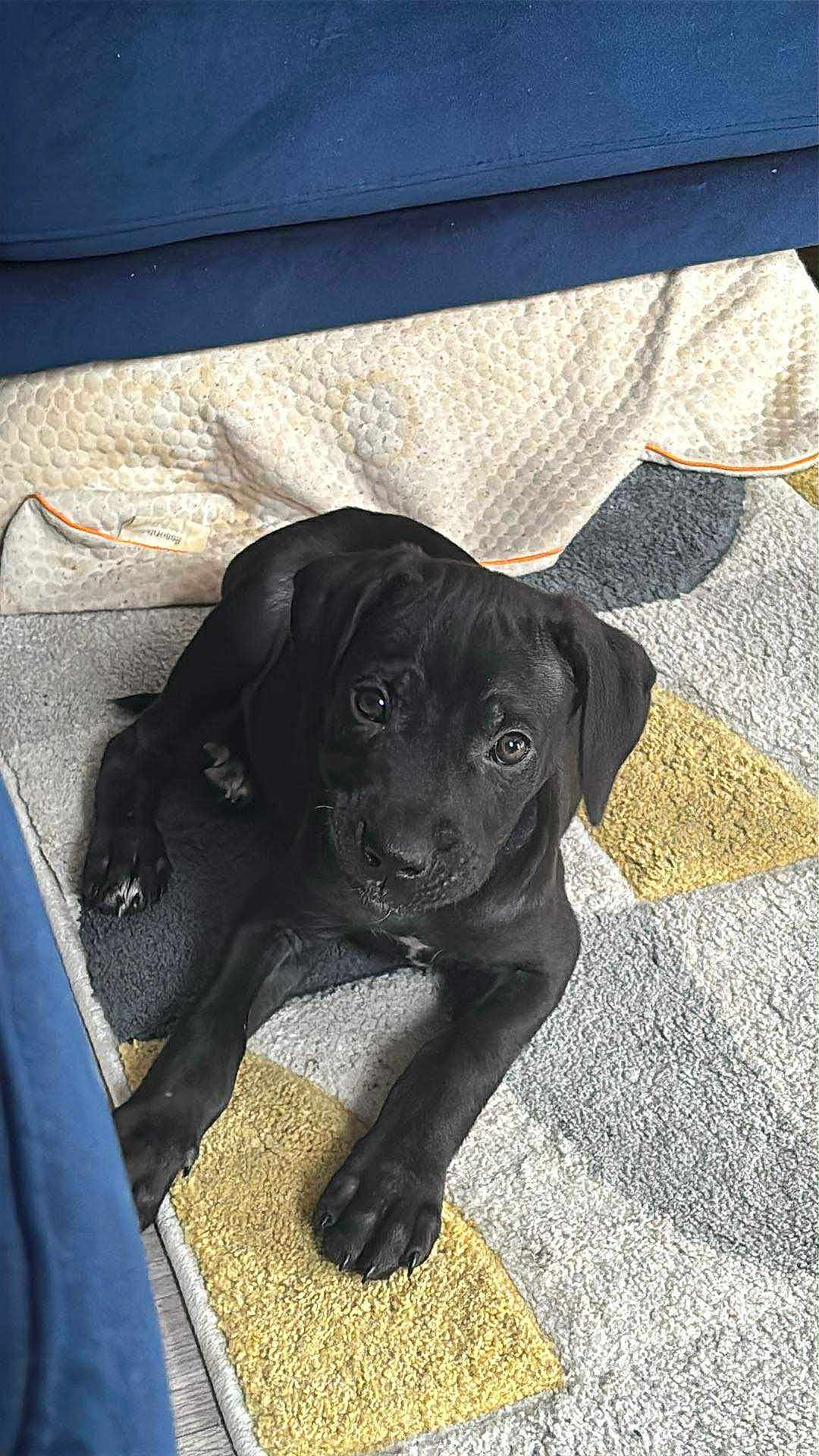 Rocco joined the competition — help win amazing prizes! puppy, dog, black_dog, pet, indoor, carpet, floor, cute, young_dog, animal, laying_down, looking_up, cozy, home, domestic_animal, ears, paws, fur, companion, adorable