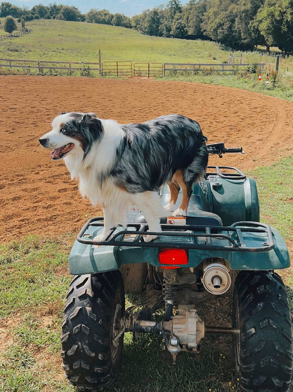 Bailey is registered to the contest to win money with this photo: all_terrain_vehicle, automotive_exterior, automotive_tire, bumper, carnivore, combat_vehicle, dog, dog_breed, fender, grass, motor_vehicle, plant, recreation, sky, tire, tread, tree, vehicle, wheel, working_animal