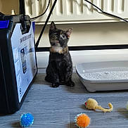 Otto joined the competition — help win amazing prizes! kitten, cat, tortoiseshell, toy, cat_toy, litter_box, floor, wooden_floor, toolbox, radiator, cable, indoor, pet, animal, curious, sitting, small, colorful, playful, domestic