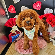 Kaiju joined the competition — help win amazing prizes! dog, puppy, brown_fur, fluffy, curly_fur, portrait, sitting, standing, bandana, pet_accessory, pink_mat, roses, flowers, heart_decorations, valentines_day, indoor, wooden_floor, decorative_background, cute, pet_photography