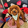 dog, puppy, brown_fur, fluffy, curly_fur, portrait, sitting, standing, bandana, pet_accessory, pink_mat, roses, flowers, heart_decorations, valentines_day, indoor, wooden_floor, decorative_background, cute, pet_photography