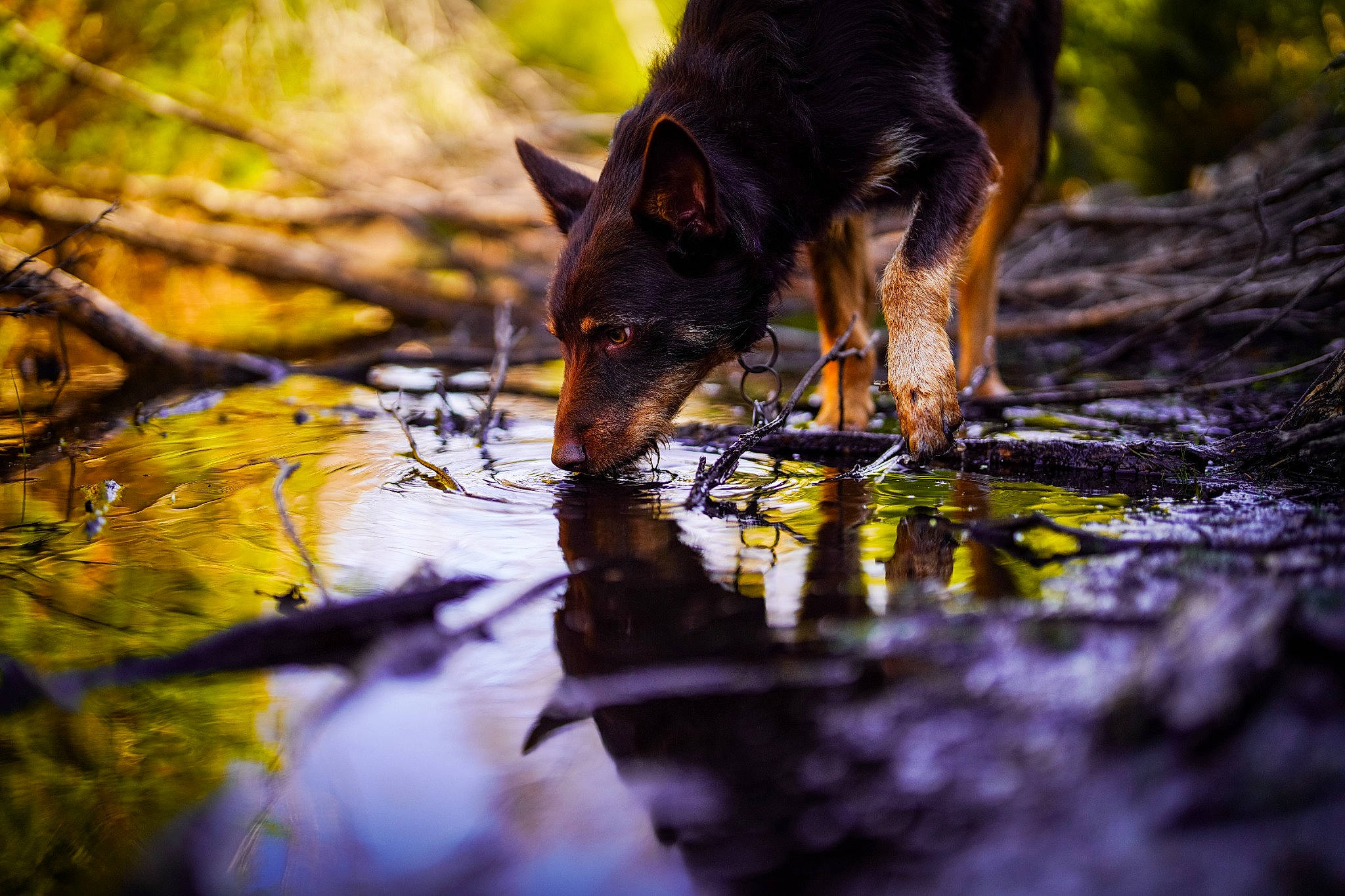 Banjo is registered to the contest to win money with this photo: canidae, carnivore, deciduous, dog, dog_breed, forest, grass, landscape, natural_landscape, organism, plant, reflection, tail, terrestrial_animal, tree, trunk, twig, water, wood, woodland