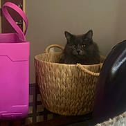 Artemis joined the competition — help win amazing prizes! cat, basket, indoor, furniture, pink_container, woven_basket, cozy, pet, animal, fur, relaxed, home, blanket, table, domestic, cute, resting, quiet, calm, feline