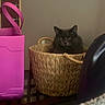 animal, basket, blanket, calm, cat, cozy, cute, domestic, feline, fur, furniture, home, indoor, pet, pink_container, quiet, relaxed, resting, table, woven_basket