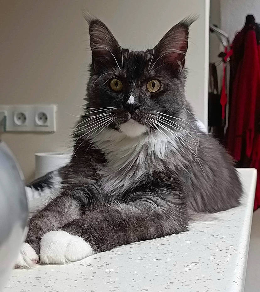 Solo participe au concours pour gagner de l'argent avec cette photo : black_cat, box, carnivore, cat, claw, domestic_short_haired_cat, felidae, fur, grey, monochrome, monochrome_photography, paw, sitting, small_to_medium_sized_cats, snout, tail, whiskers, window