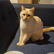 Brume a rejoint le concours — aidez-le/la à gagner de superbes lots ! cat, cream_cat, blue_couch, plate, gaming_console, red_controller, living_room, furniture, wooden_cabinet, indoor, pet, curious, sitting, shadow, white_plate, yellow_pattern, relaxing, cozy, casual, home