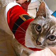 Milo is registered to the contest to win money with this photo: cat, pet, indoor, animal, costume, red_clothing, white_fur, gray_fur, whiskers, eyes, face, floor, person, hand, bed, blanket, curious, close_up, cute, holiday