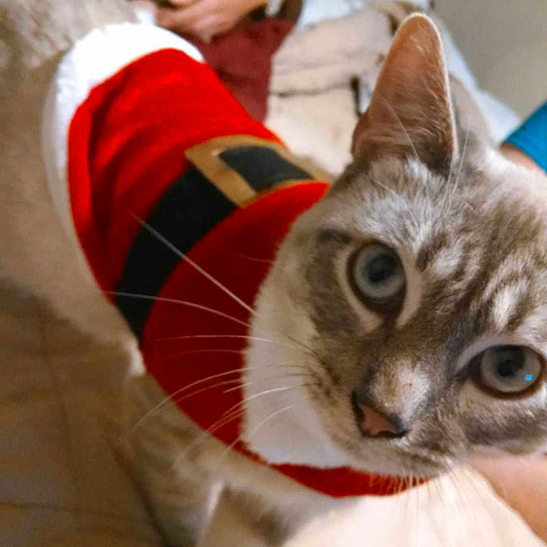 Milo is registered to the contest to win money with this photo: cat, pet, indoor, animal, costume, red_clothing, white_fur, gray_fur, whiskers, eyes, face, floor, person, hand, bed, blanket, curious, close_up, cute, holiday