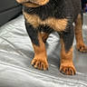 Bella is registered to the contest to win money with this photo: puppy, rottweiler, dog, car_seat, black, brown, pet, animal, young, cute, fur, ears, nose, eyes, legs, paws, indoors, vehicle, leather, closeup