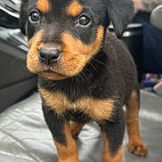 Bella joined the competition — help win amazing prizes! puppy, rottweiler, dog, black, tan, car, car_seat, pet, cute, fur, animal, young, canine, indoors, portrait, standing, looking, eyes, nose, whiskers