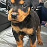 puppy, rottweiler, dog, black, tan, car, car_seat, pet, cute, fur, animal, young, canine, indoors, portrait, standing, looking, eyes, nose, whiskers