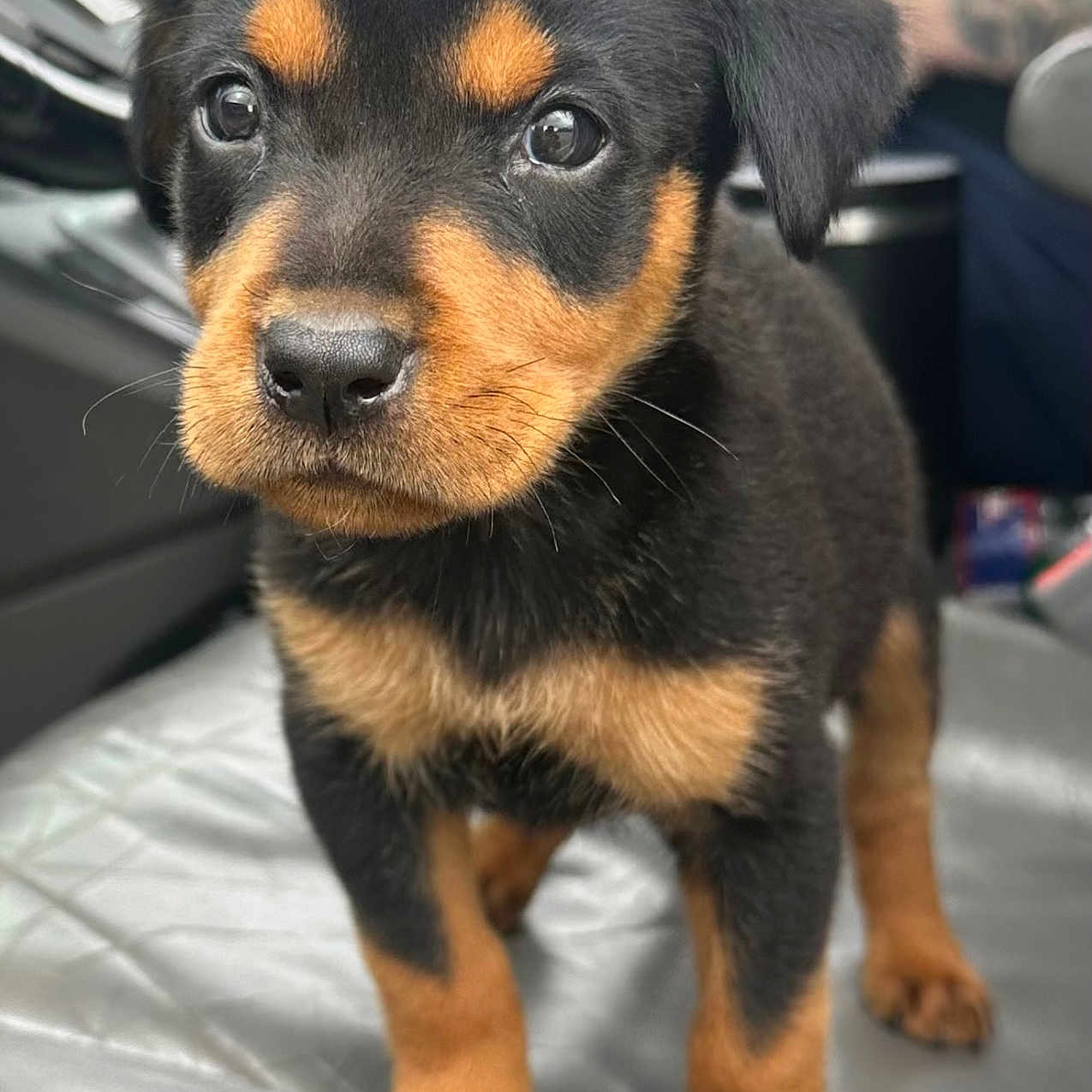 Bella joined the competition — help win amazing prizes! puppy, rottweiler, dog, black, tan, car, car_seat, pet, cute, fur, animal, young, canine, indoors, portrait, standing, looking, eyes, nose, whiskers