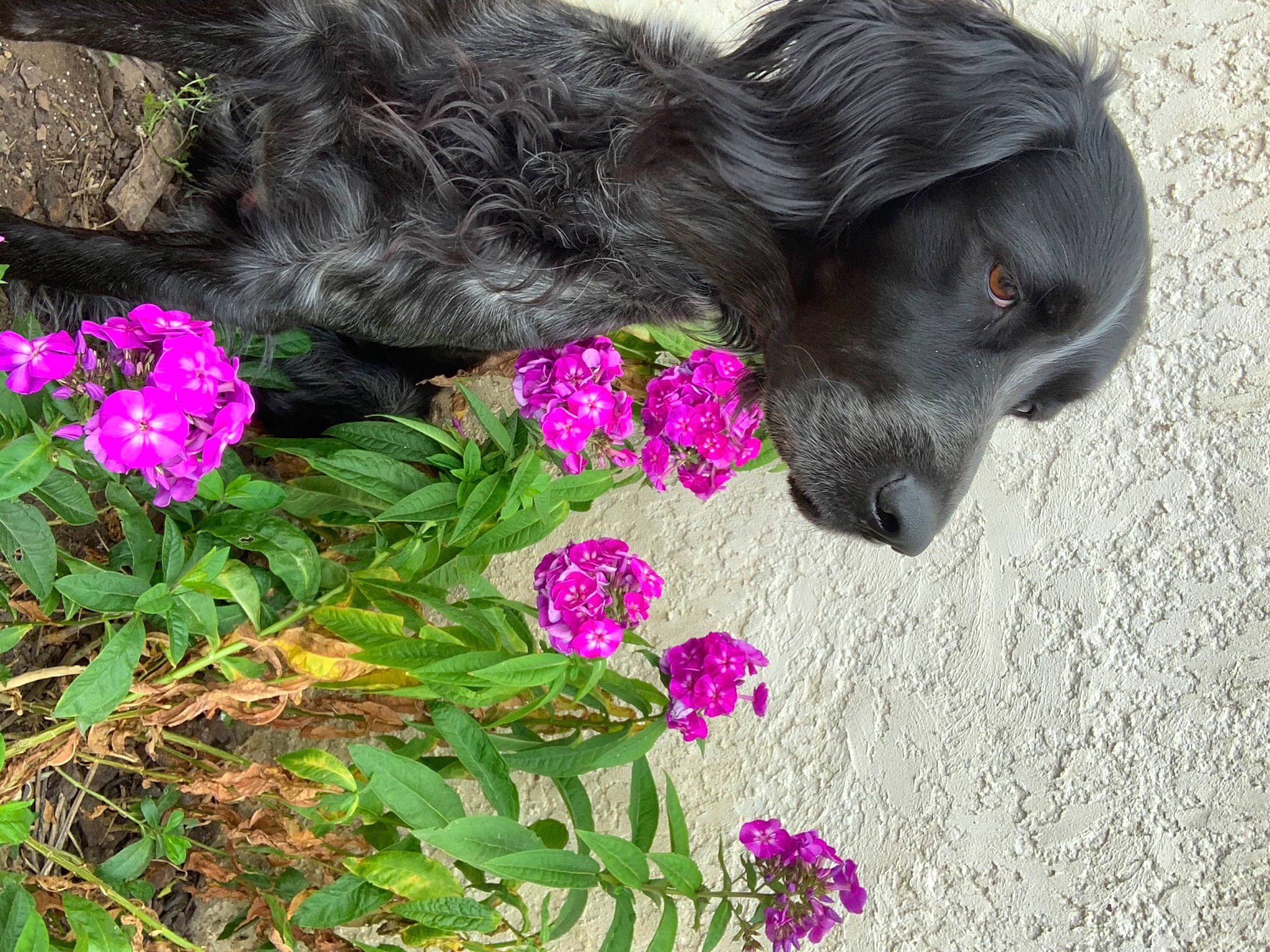 Newton a rejoint le concours — aidez-le/la à gagner de superbes lots ! canidae, carnivore, dog, dog_breed, flower, flowering_plant, magenta, petal, pink_family, plant, puppy, purple, sporting_group, viola, violet_family