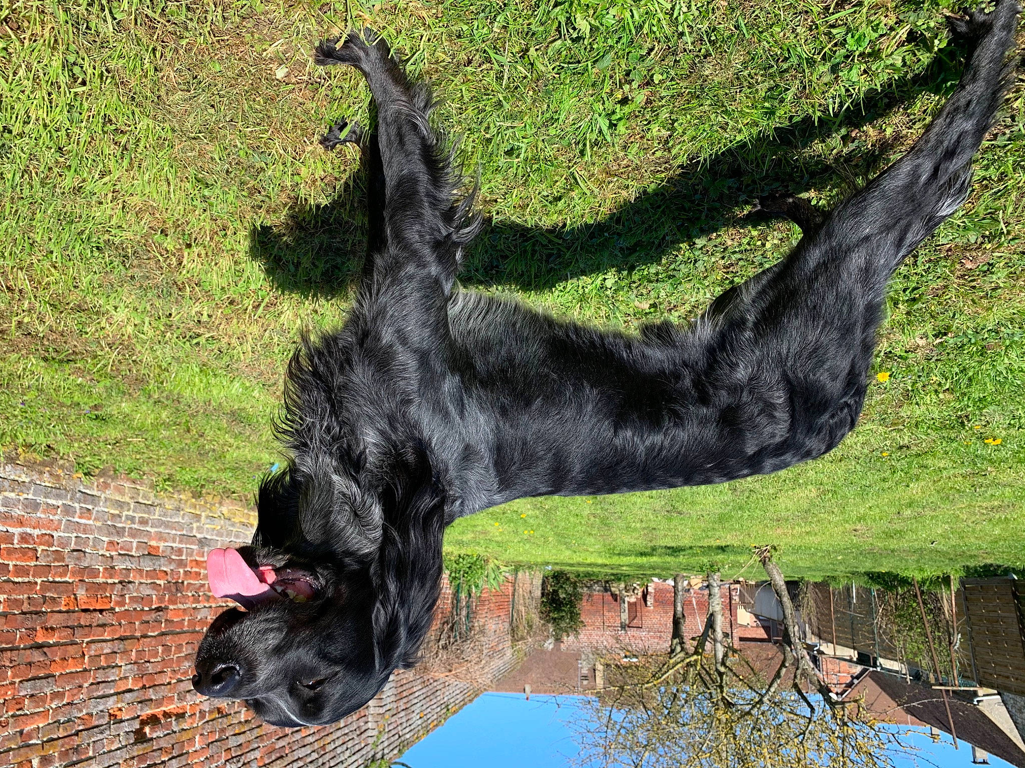 Newton participe au concours pour gagner de l'argent avec cette photo : canidae, carnivore, cocker_spaniel, dog, dog_breed, flat_coated_retriever, giant_schnauzer, guard_dog, portuguese_water_dog, spaniel, sporting_group, tail