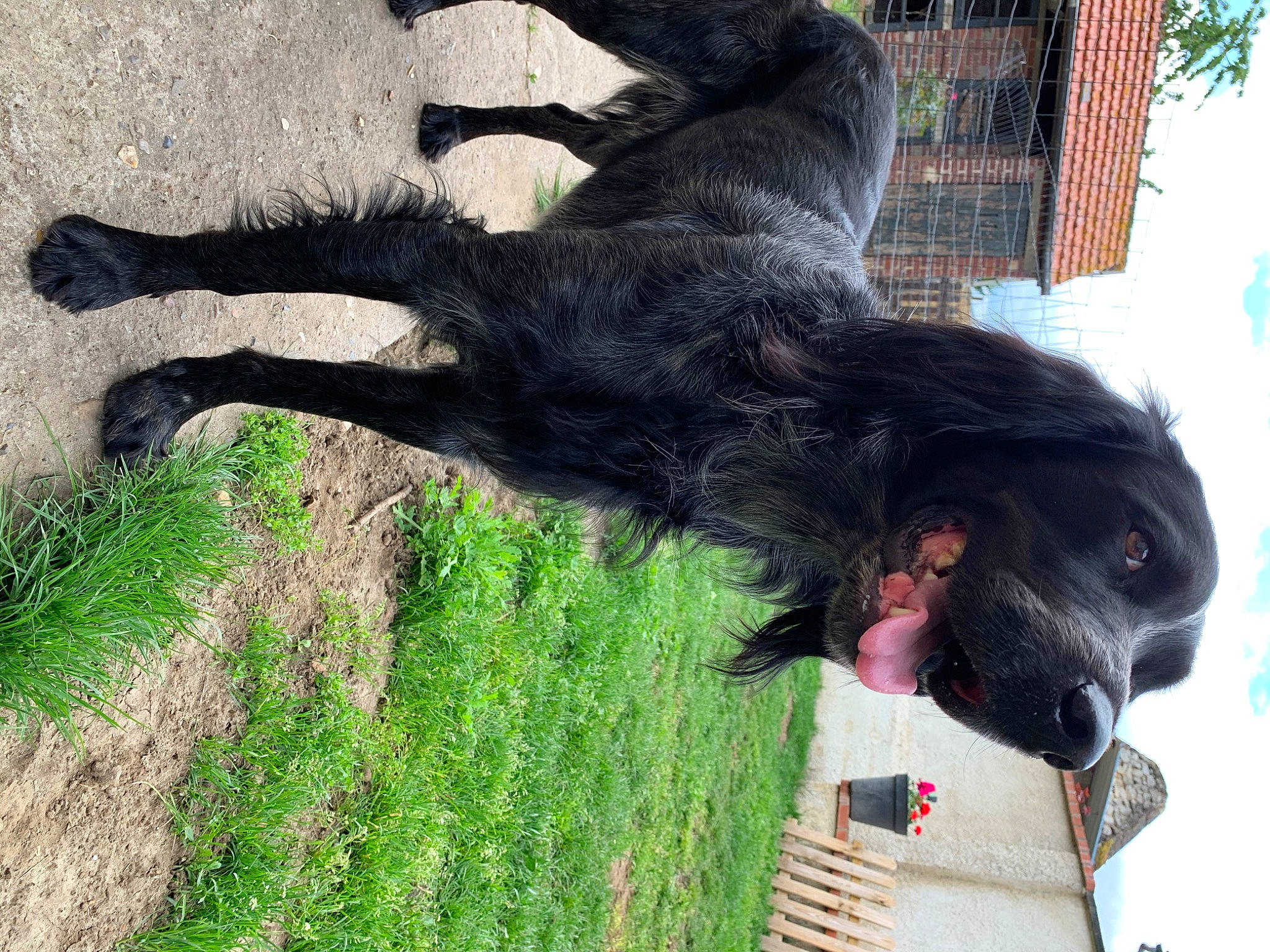 Newton participe au concours pour gagner de l'argent avec cette photo : canidae, carnivore, dog, dog_breed, sporting_group, vertebrate