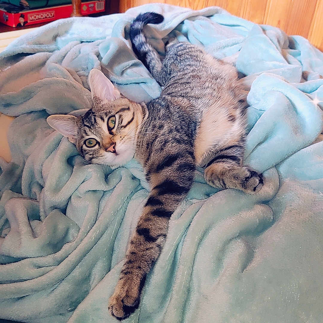 Tigrou participe au concours pour gagner de l'argent avec cette photo : animal, blanket, blue_blanket, board_game, carpet, cat, cozy, cute, feline, fur, indoor, lying_down, monopoly, paw, pet, relaxed, resting, tabby_cat, table, wood_paneling