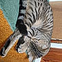Tigrou participe au concours pour gagner de l'argent avec cette photo : cat, tabby, sleeping, curled_up, carpet, floor, indoor, striped, pet, resting, cozy, feline, paw, tail, ear, home, wood_floor, texture, relaxation, quiet