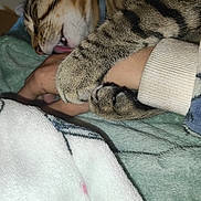 Tigrou participe au concours pour gagner de l'argent avec cette photo : cat, tabby, pet, animal, hand, licking, affection, cozy, blanket, indoor, closeup, fur, paw, sleepy, cute, domestic, companion, resting, soft, warm