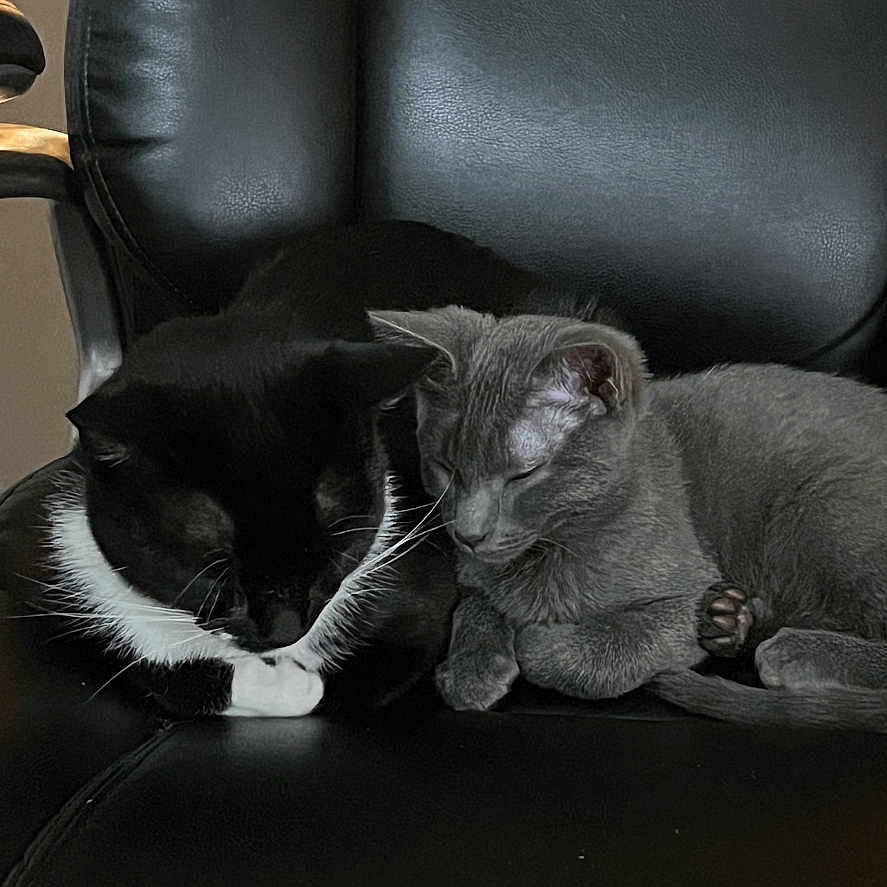 Winnie And Bentley is registered to the contest to win money with this photo: animal, architecture, armchair, blackcat, building, cat, chair, couch, cushion, furniture, homedecor, indoors, kitten, livingroom, manx, person, pet, room, sleeping