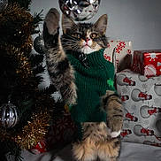 Jasper joined the competition — help win amazing prizes! kitten, cat, green_sweater, christmas_tree, ornament, silver_ball, tinsel, holiday, gift_wrap, presents, festive, indoor, cute, pet, feline, playful, tabby, holiday_decor, winter, celebration
