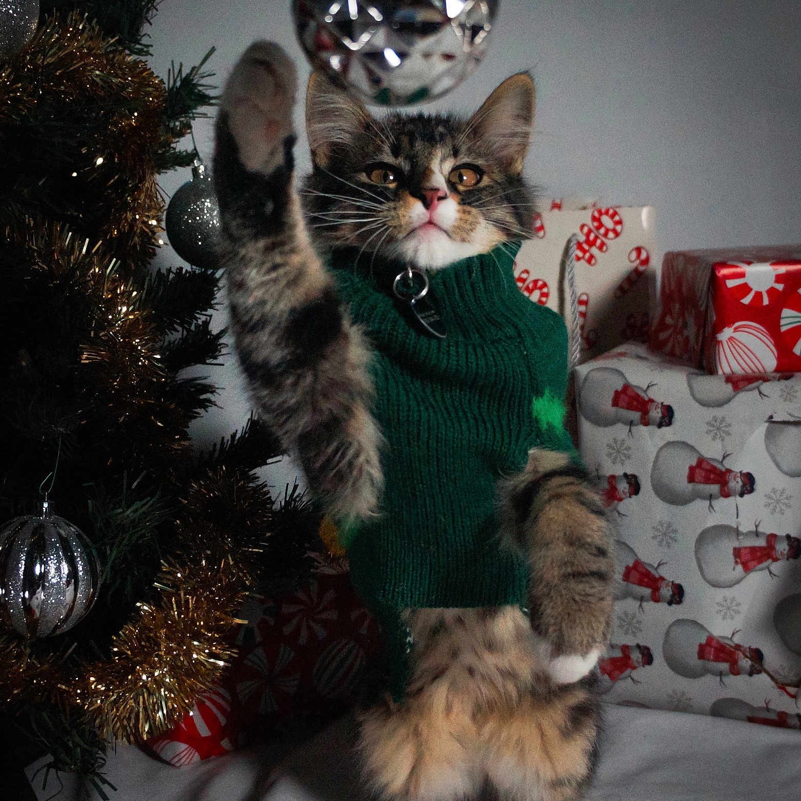 Jasper joined the competition — help win amazing prizes! cat, celebration, christmas_tree, cute, feline, festive, gift_wrap, green_sweater, holiday, holiday_decor, indoor, kitten, ornament, pet, playful, presents, silver_ball, tabby, tinsel, winter