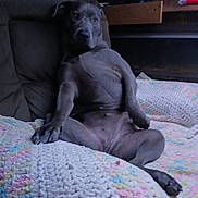 Blustar joined the competition — help win amazing prizes! dog, couch, blanket, relaxed, indoor, pet, canine, furniture, crocheted_blanket, brown, seated, looking, paw, wood, home, comfort, animal, resting, face, ears