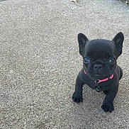 Betty Boop is registered to the contest to win money with this photo: adorable, animal, black_dog, collar, concrete, cute, dog, eyes, french_bulldog, grass, looking_up, outdoor, pet, pink_collar, puppy, sidewalk, sitting, small_dog, young_dog, young_puppy