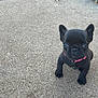 adorable, animal, black_dog, collar, concrete, cute, dog, eyes, french_bulldog, grass, looking_up, outdoor, pet, pink_collar, puppy, sidewalk, sitting, small_dog, young_dog, young_puppy