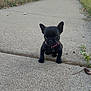 Betty Boop Jenkins is registered to the contest to win money with this photo: puppy, dog, black_dog, sidewalk, outdoor, grass, collar, suburban, pet, small_dog, curious, concrete, daylight, nature, street, yard, animal, cute, walking, young