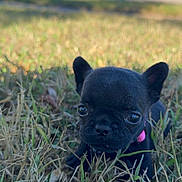 Betty Boop Jenkins is registered to the contest to win money with this photo: puppy, dog, grass, black_dog, cute, outdoor, collar, pet, animal, small, young, ears, eyes, nature, closeup, daylight, adorable, curious, portrait, field
