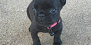 Betty Boop Jenkins joined the competition — help win amazing prizes! puppy, dog, french_bulldog, black_dog, collar, pink_collar, pet, animal, cute, outdoor, concrete, small, young, ears, four_legs, closeup, adorable, alert, companion, curious