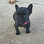puppy, dog, french_bulldog, black_dog, collar, pink_collar, pet, animal, cute, outdoor, concrete, small, young, ears, four_legs, closeup, adorable, alert, companion, curious