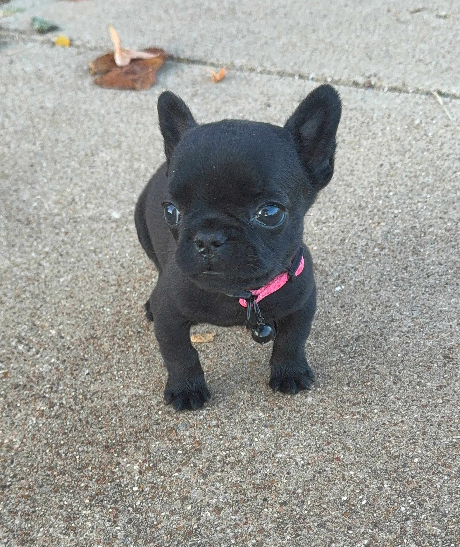 Betty Boop Jenkins joined the competition — help win amazing prizes! puppy, dog, french_bulldog, black_dog, collar, pink_collar, pet, animal, cute, outdoor, concrete, small, young, ears, four_legs, closeup, adorable, alert, companion, curious