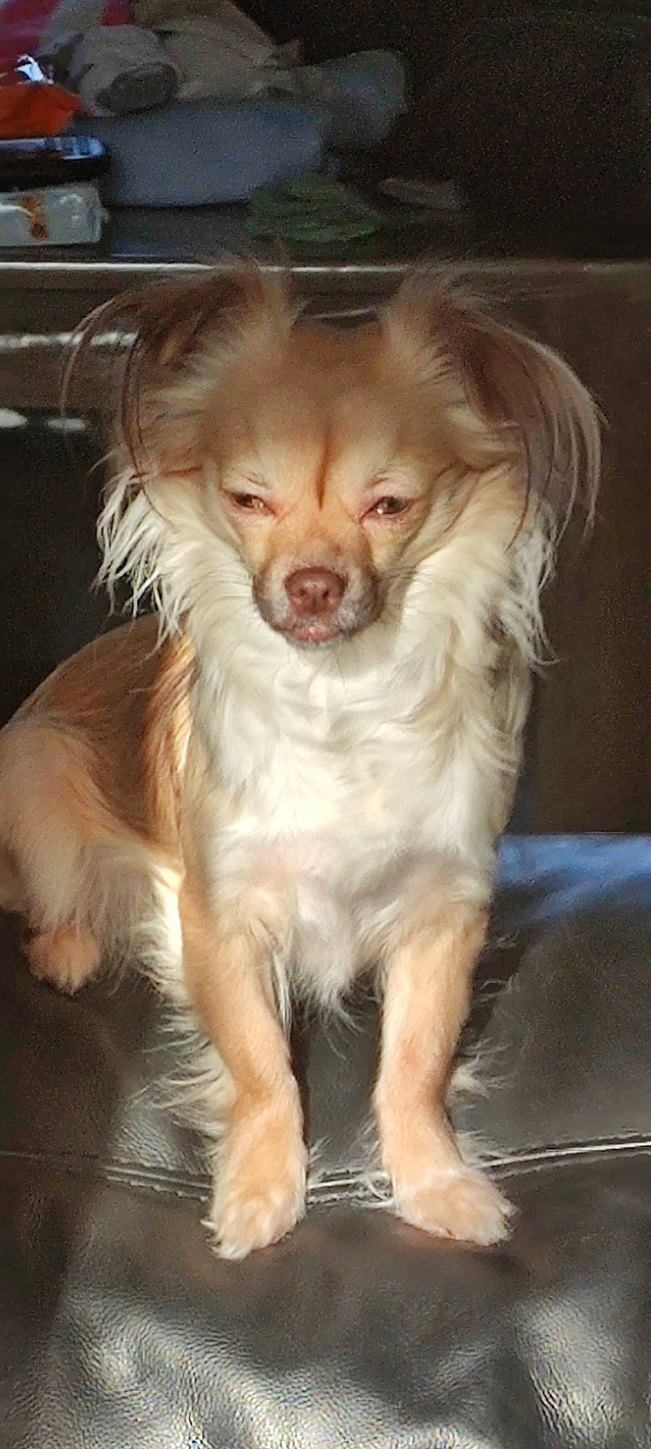 Nalla participe au concours pour gagner de l'argent avec cette photo : canidae, carnivore, companion_dog, dog, dog_breed, ear, fang, fawn, fur, liver, snout, spaniel, sporting_group, toy_dog, whiskers