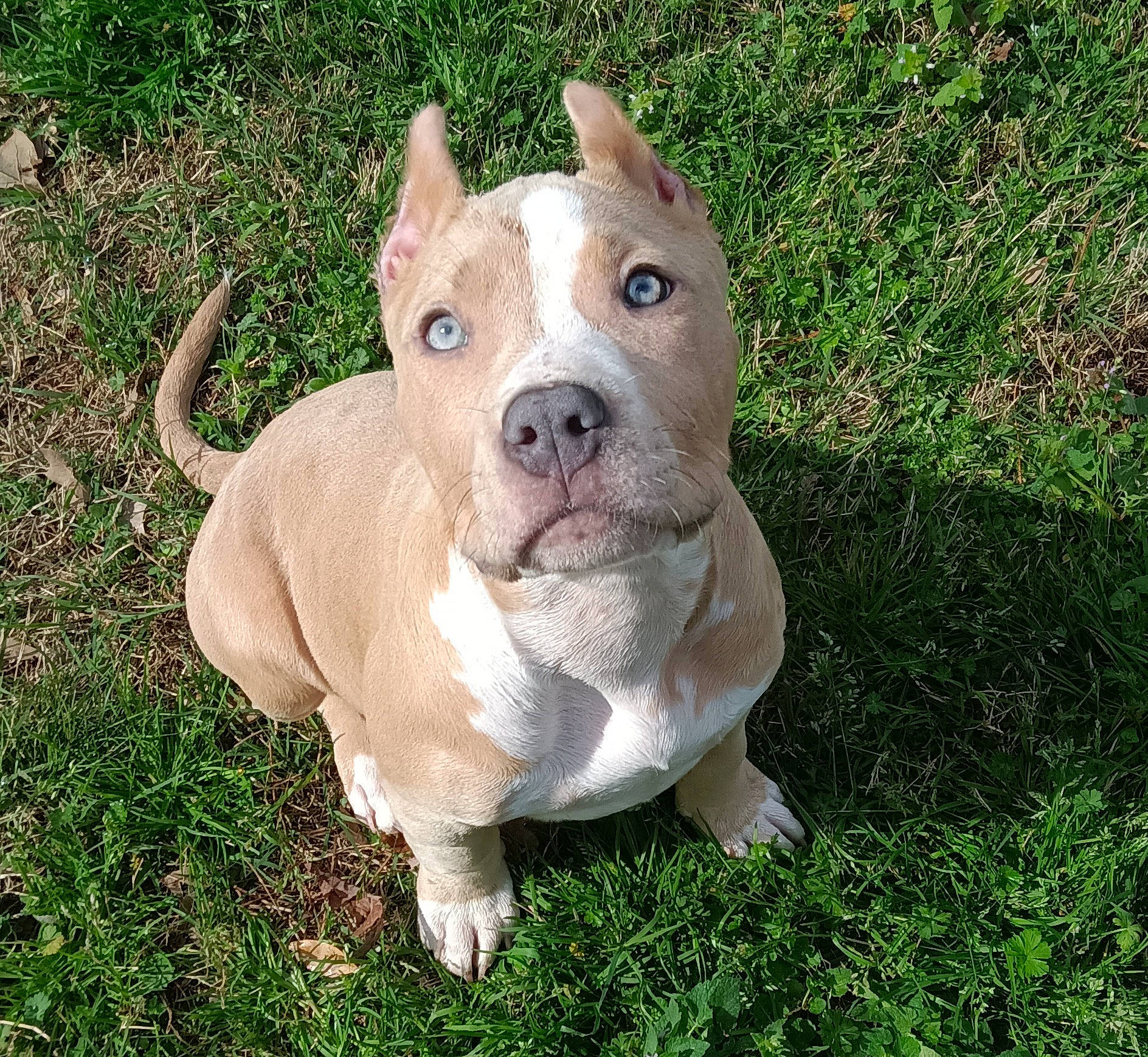 Maggie is registered to the contest to win money with this photo: ancient_dog_breeds, canidae, carnivore, companion_dog, dog, dog_breed, dog_collar, fawn, grass, groundcover, molosser, non_sporting_group, paw, snout, sporting_group, tail, terrestrial_animal, whiskers, working_animal, working_dog