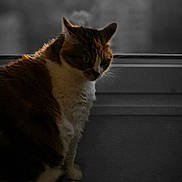 Mojie participe au concours pour gagner de l'argent avec cette photo : cat, calico, windowsill, indoor, window, animal, pet, feline, sitting, side_view, low_light, shadow, blurred_background, urban, quiet, contemplative, domestic, fur, whiskers, ears