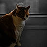 cat, calico, windowsill, indoor, window, animal, pet, feline, sitting, side_view, low_light, shadow, blurred_background, urban, quiet, contemplative, domestic, fur, whiskers, ears