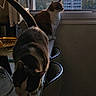 Mojie a rejoint le concours — aidez-le/la à gagner de superbes lots ! cat, indoor, window, sunset, cityscape, table, chair, pet, animal, feline, domestic, curious, relaxed, shadow, light, urban, apartment, silhouette, two_cats, cozy