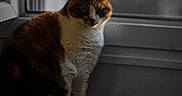 Mojie participe au concours pour gagner de l'argent avec cette photo : cat, calico_cat, windowsill, indoor, animal, pet, feline, sitting, window, blurred_background, natural_light, quiet, contemplative, fur, whiskers, domestic_animal, closeup, side_view, resting, house