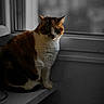 cat, calico_cat, windowsill, indoor, animal, pet, feline, sitting, window, blurred_background, natural_light, quiet, contemplative, fur, whiskers, domestic_animal, closeup, side_view, resting, house